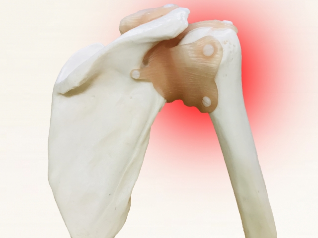 肩関節の人体模型